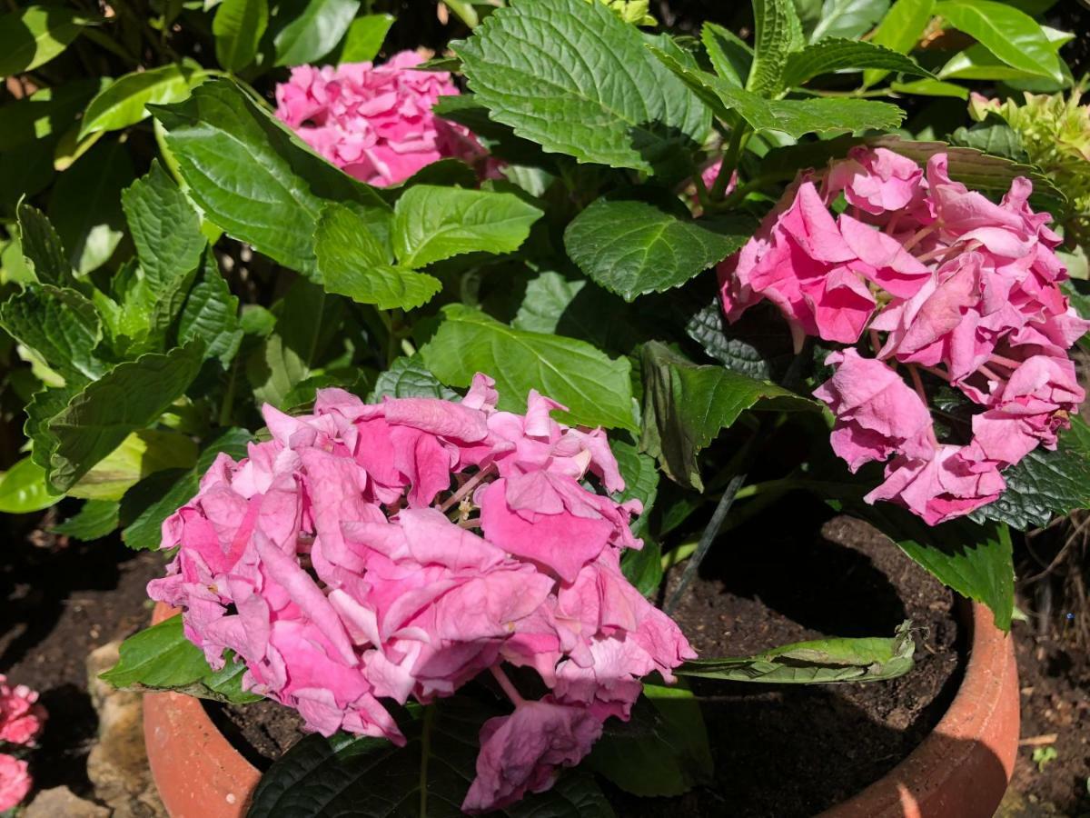 Apartment Garden Malinska Exteriör bild